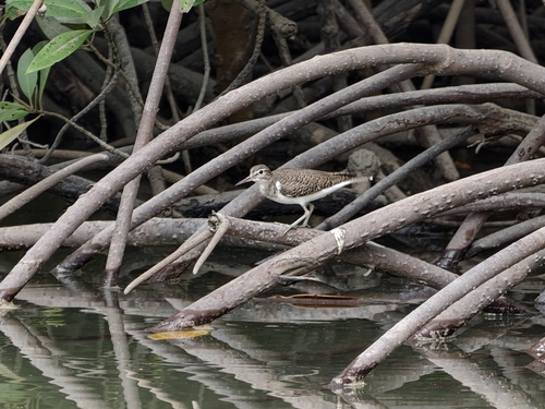 Common Sandpiper
