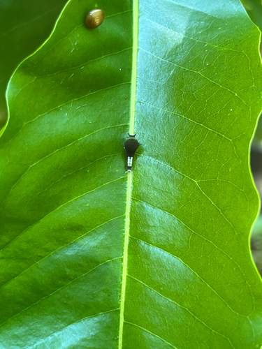 Tailed Jay