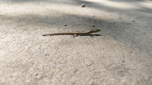 Himalaya Ground Skink