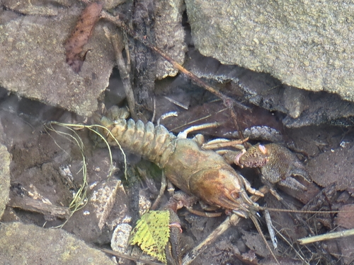 European Crayfish