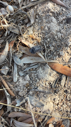 Armadillo officinalis