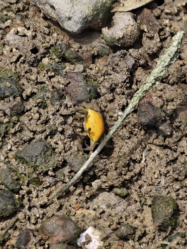 Bengal Fiddler Crab