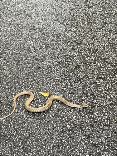 Yellow-spotted Keelback