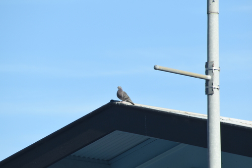 Feral Pigeon