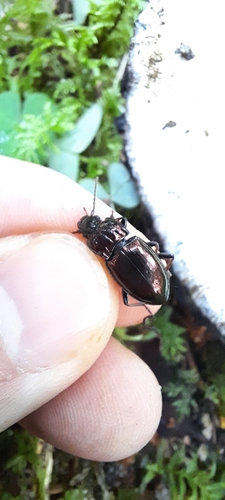 Pterostichus burmeisteri
