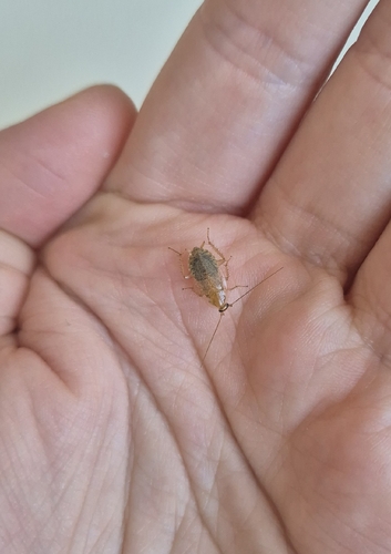 Variable Cockroach