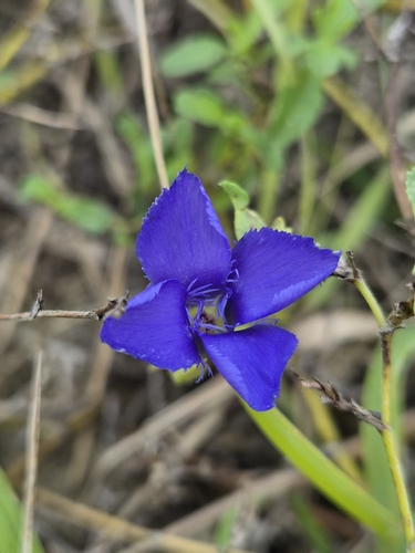 Fringe-flowered Gentian