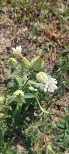 white campion