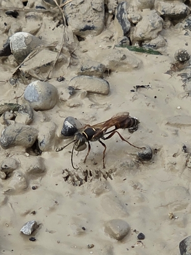 Asian Mud-dauber Wasp