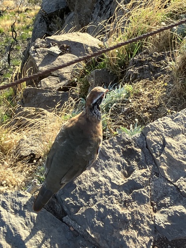 Red-legged Partridge