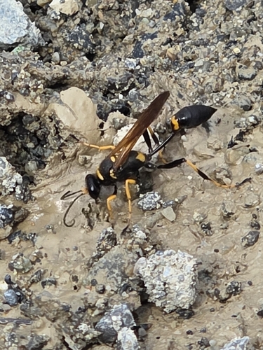Yellow-legged Mud-dauber Wasp