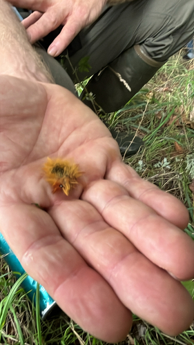 Sycamore Moth