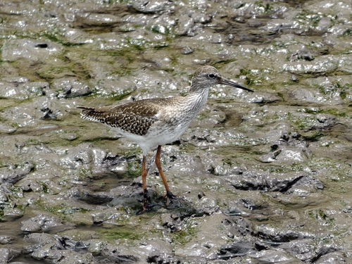 Common Redshank