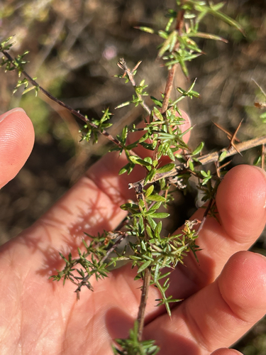 Genista triacanthos