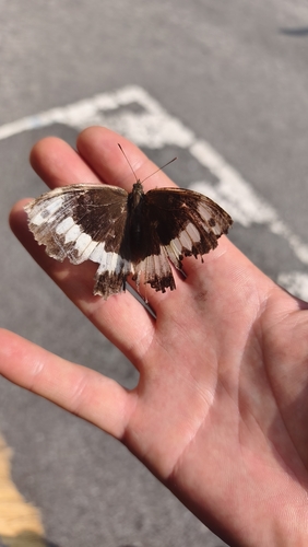Great Banded Grayling