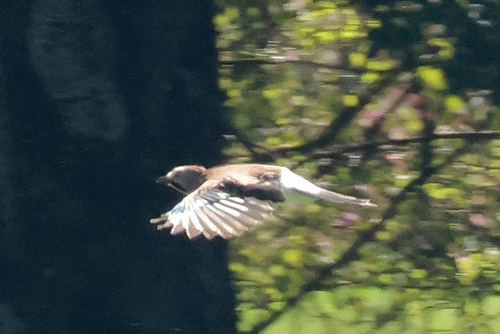 Eurasian Jay