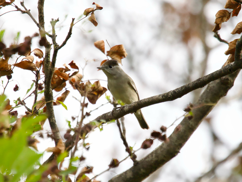 Eurasian Blackcap