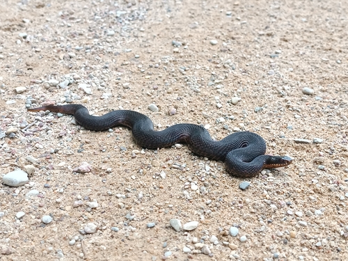 Adder