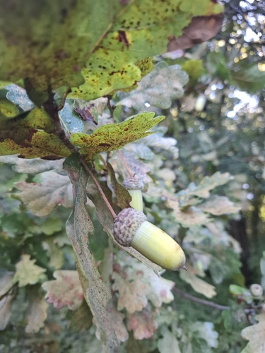 English oak