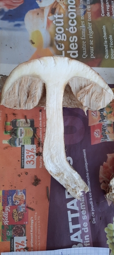 Brown Birch-bolete