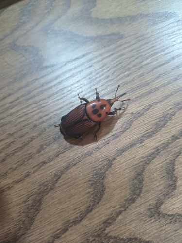 Red Palm Weevil