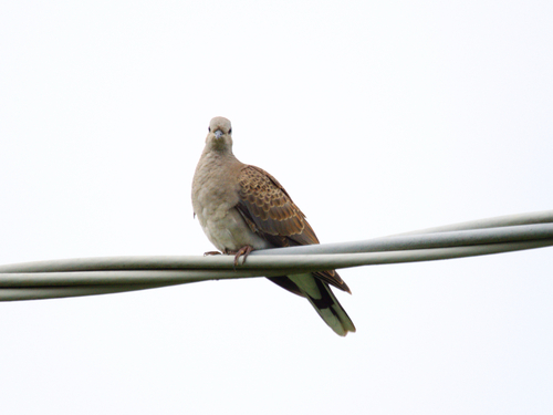 European Turtle-Dove
