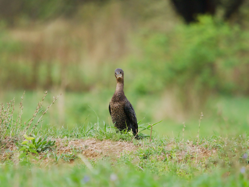 Pygmy Cormorant