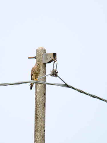 Eurasian Kestrel