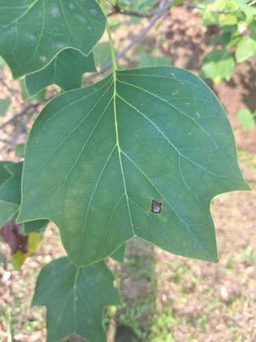 American tuliptree