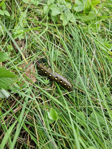 Bedstraw Hawkmoth