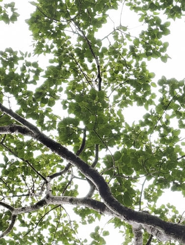 Shidam tree