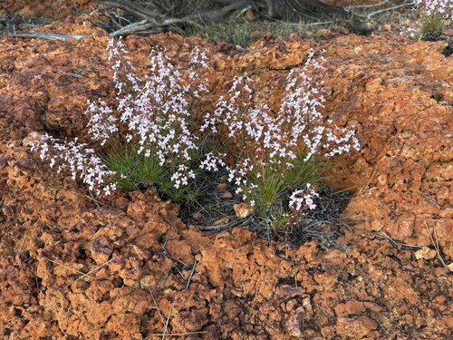 Stylidium longibracteatum