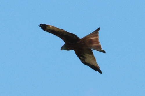 Red Kite