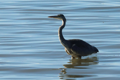 Grey Heron