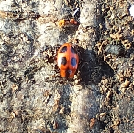 False Ladybird