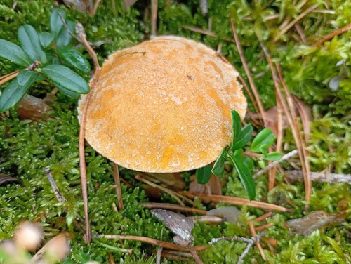Velvet Bolete