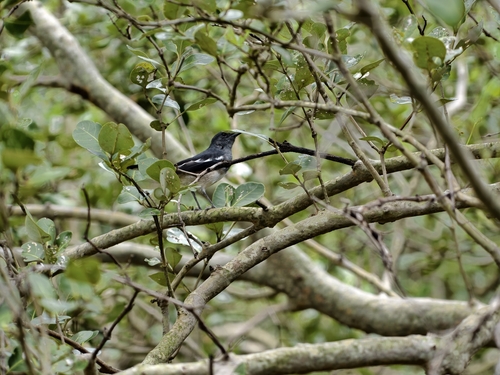 Oriental Magpie-Robin
