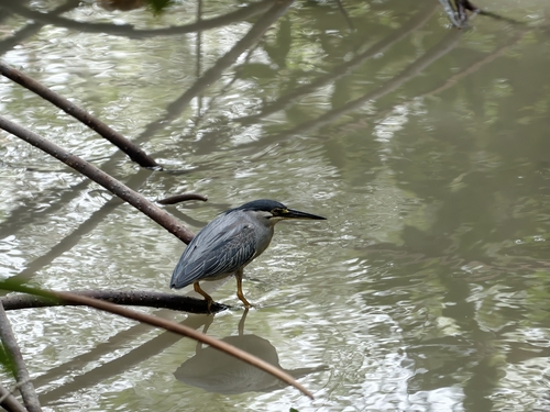 Little Heron