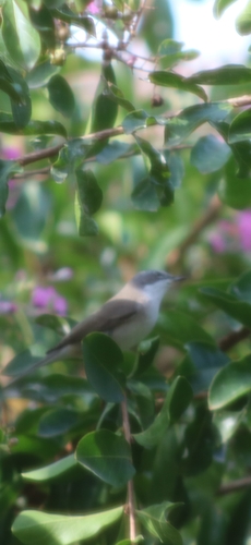 Lesser Whitethroat