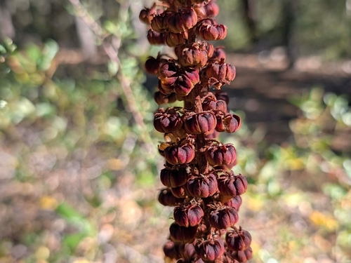 woodland pinedrops