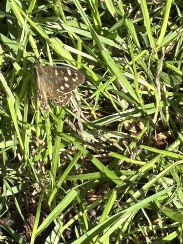 Speckled Wood
