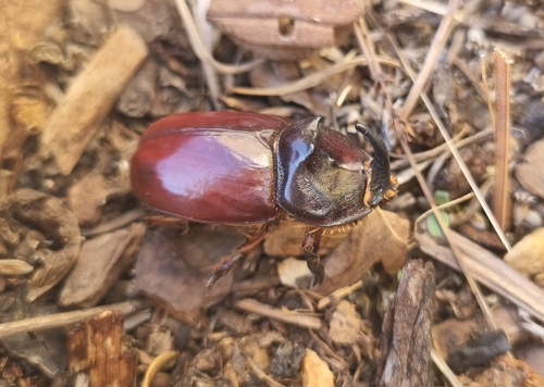 Oryctes nasicornis corniculatus