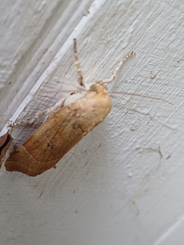 Broad-bordered Yellow Underwing