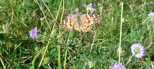 Painted Lady