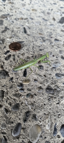 Transcaucasian Giant Mantis