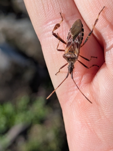 Western Conifer Seed Bug