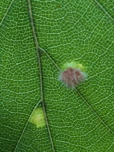Hairy Beech Gall