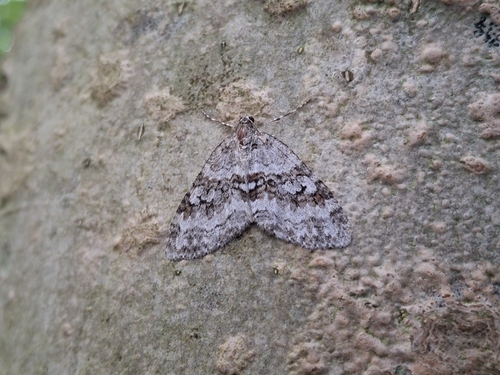 Nothocasis sertata
