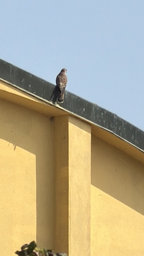 Eurasian Kestrel