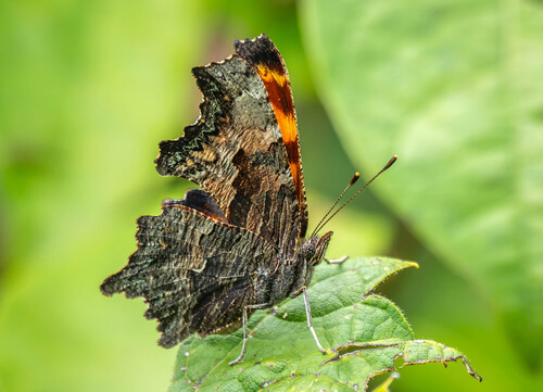 Gray Comma